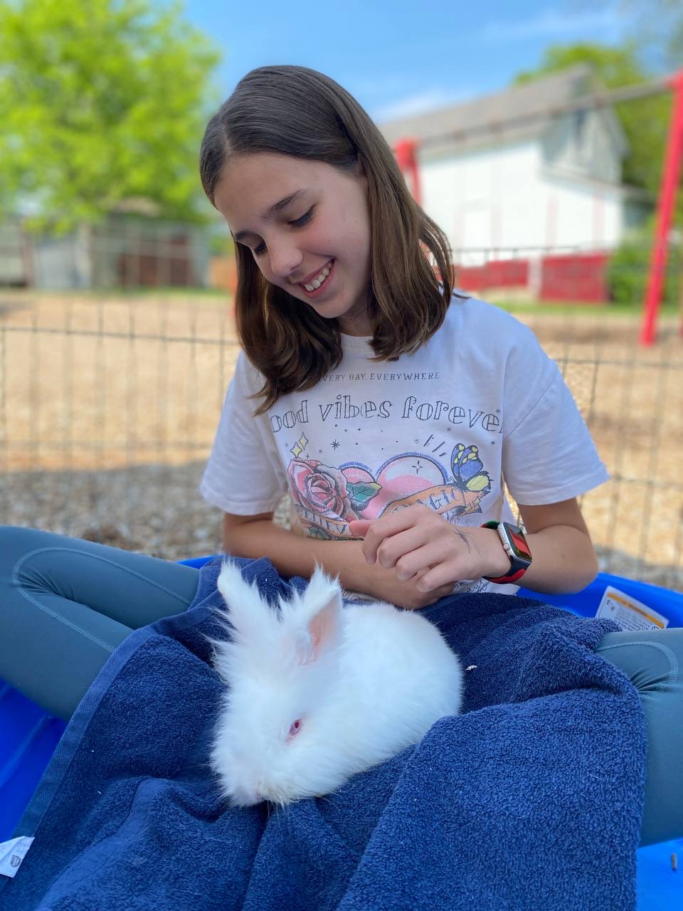 Close-up of a friendly brown rabbit at children's petting zoo