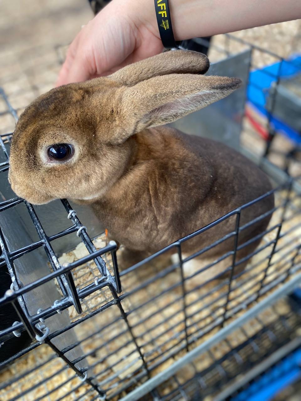 Man holding a black-and-white bunny wrapped in a towel at kids petting zoo